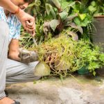 How Much Does a Yard of Mulch Cost? My Budgeting Experience