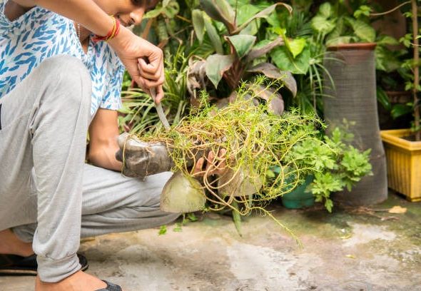 How Much Does a Yard of Mulch Cost? My Budgeting Experience