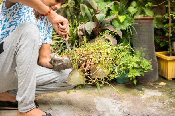 How Much Does a Yard of Mulch Cost? My Budgeting Experience